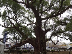 諫早神社01-5