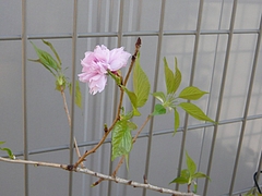 花0407-04