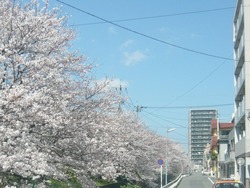 桜07-2