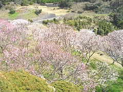 虎馬園01-5