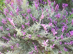 花0509-1