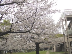 桜町公園