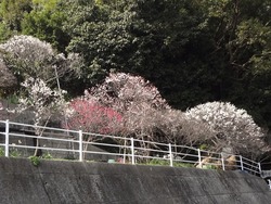 松原01-3