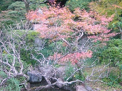 心田菴04-1