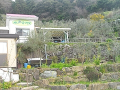 桜・長与02-2