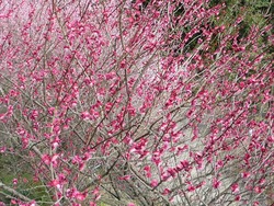 虎馬園03-3