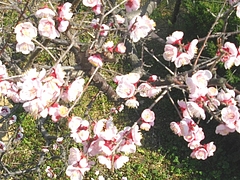 虎馬園01-9