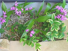花0509-05
