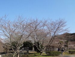 さくらの里03