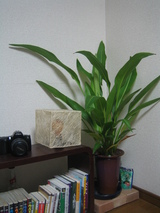 観葉植物