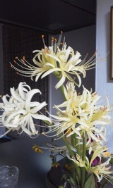 彼岸花(白)