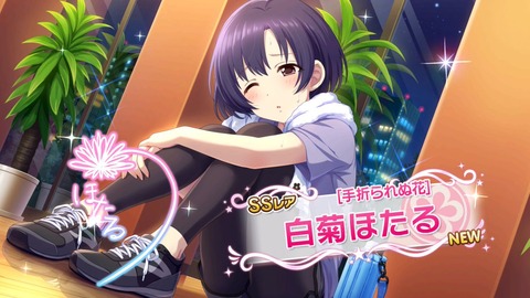 白菊ほたる