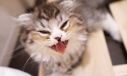 モバP「誕生日のみくが野良猫ばりに警戒心強い」
