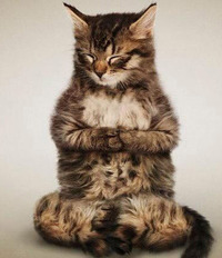 座禅を組む猫