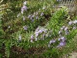 rosemary-1