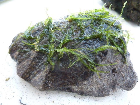 P1100451
