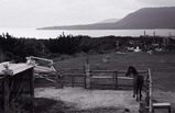the horse