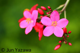 flowermiyako001