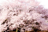 sakurahubuki