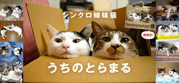うちのとらまる