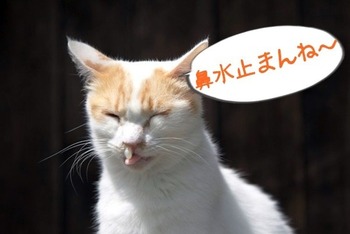 neko-hanamizu