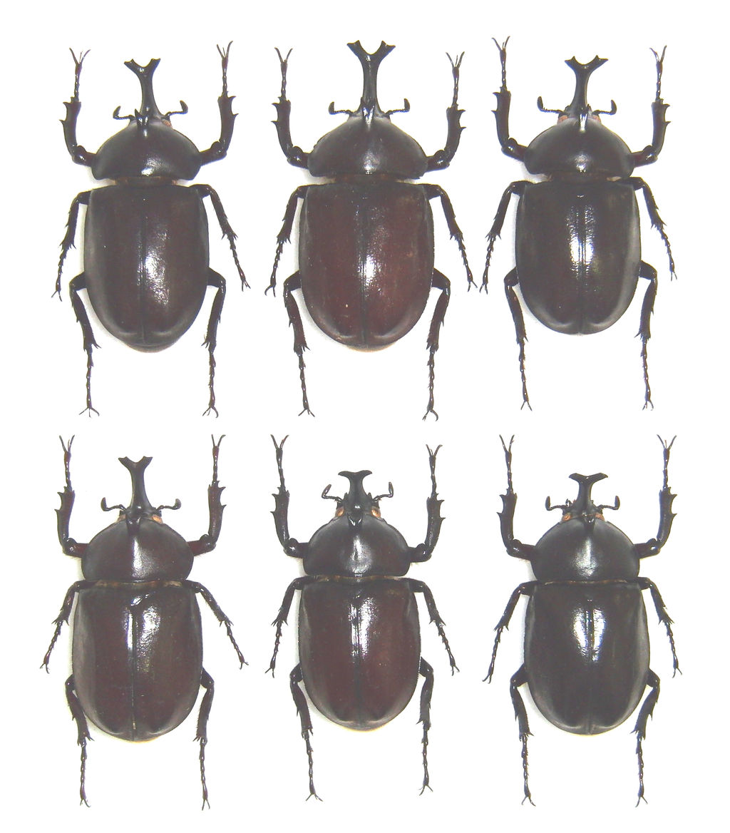 今日の昆虫315（カブトムシ屋久島・種子島亜種＆ツチヤカブト