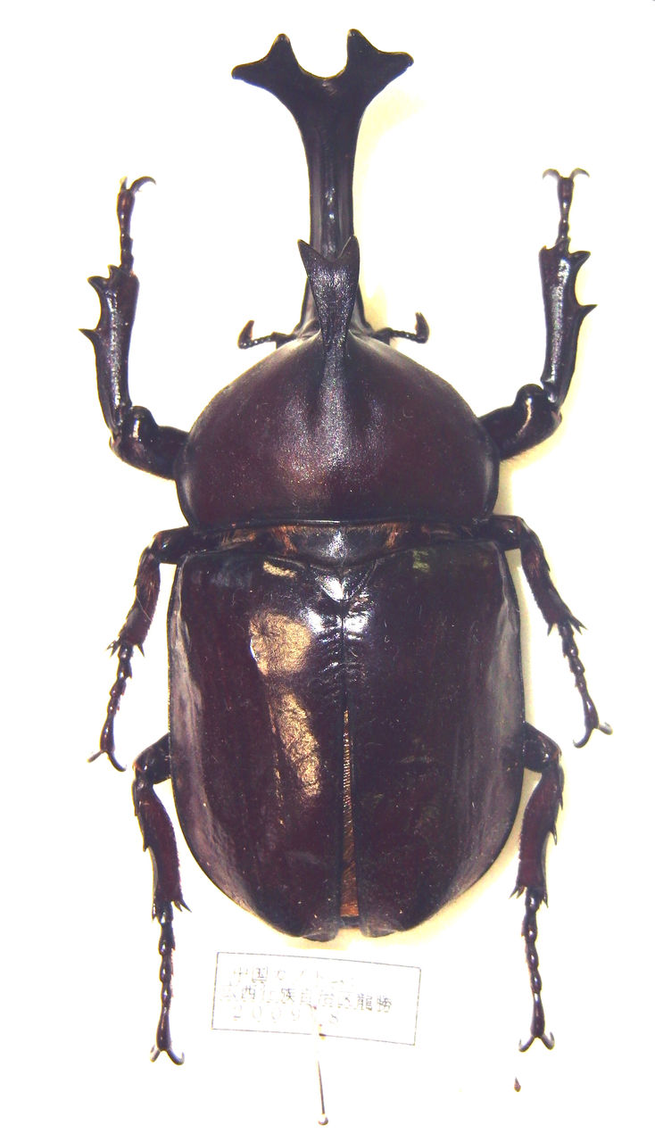 カブトムシ カブトムシ – INSECT SHOP KMY