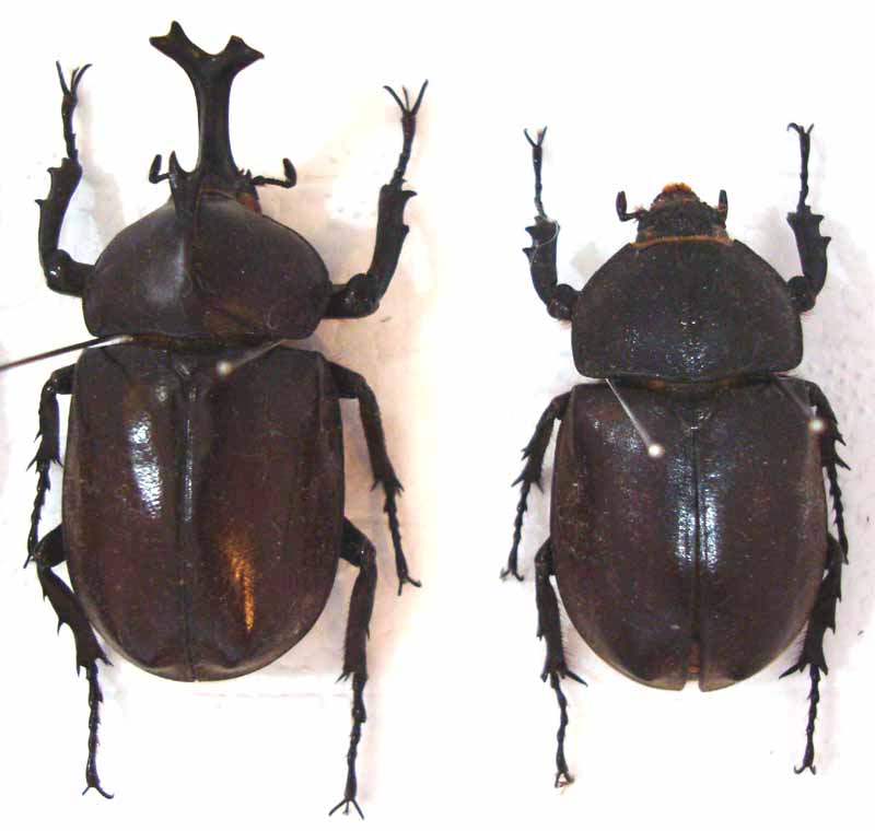 標本 タイワンカブト Trypoxylus dichotomus ♂86.5mm - dichotomus