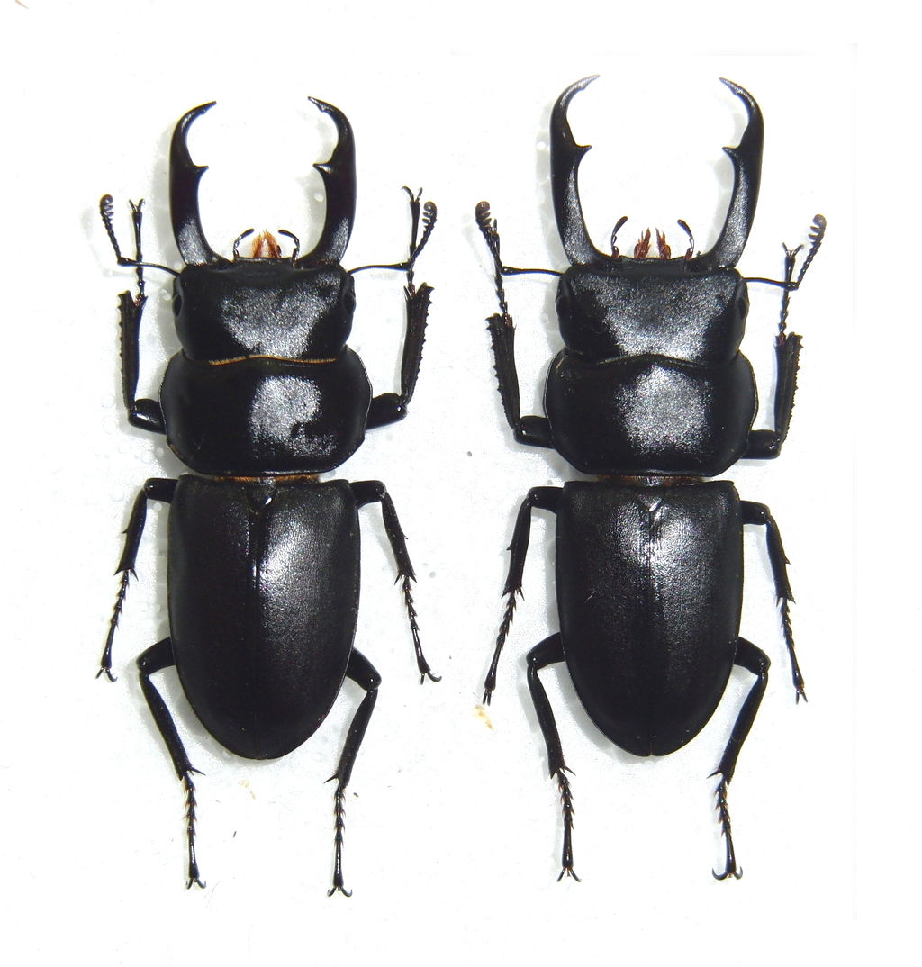 今日の昆虫270（コクワガタ利島産＆韓国産） : 今日の昆虫