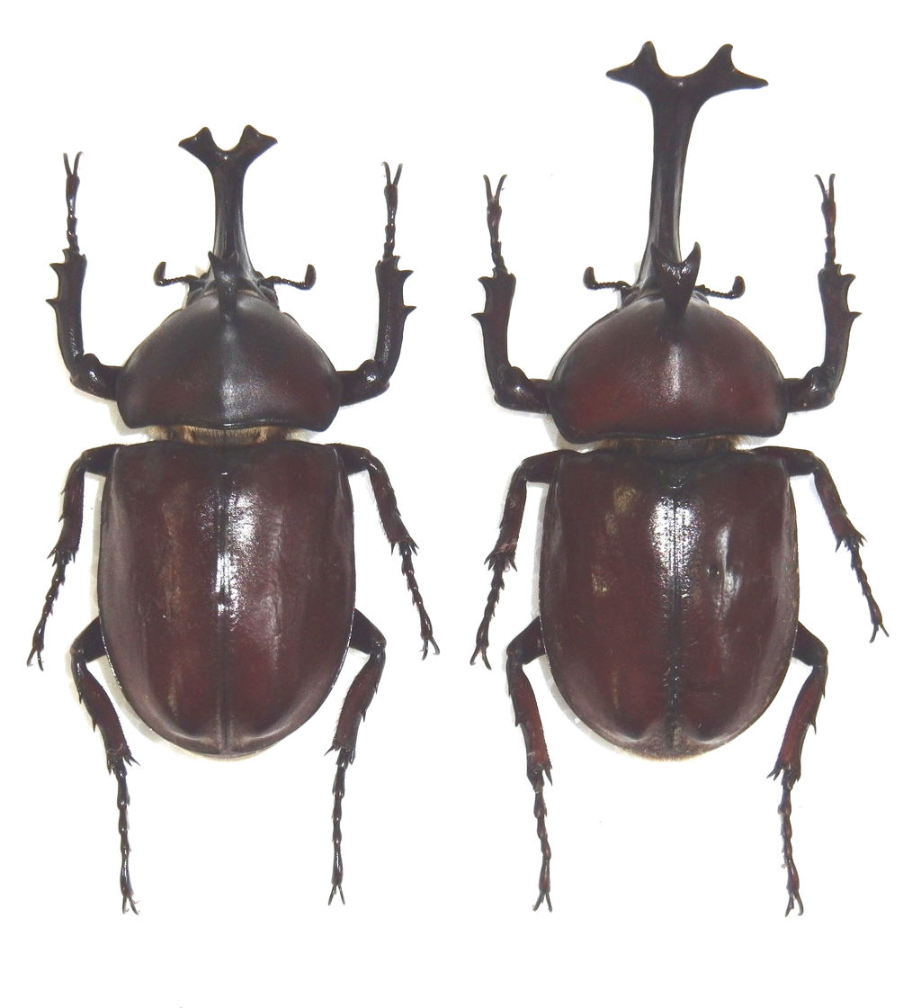 今日の昆虫274（ツノボソカブト＆カブトムシ） : 今日の昆虫