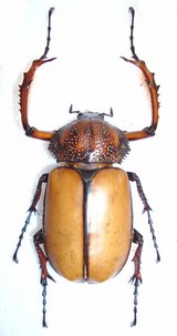 784e3259-s.jpg