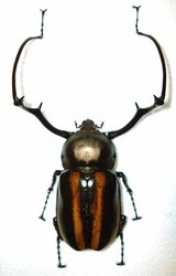 a3b8a8f9-s.jpg