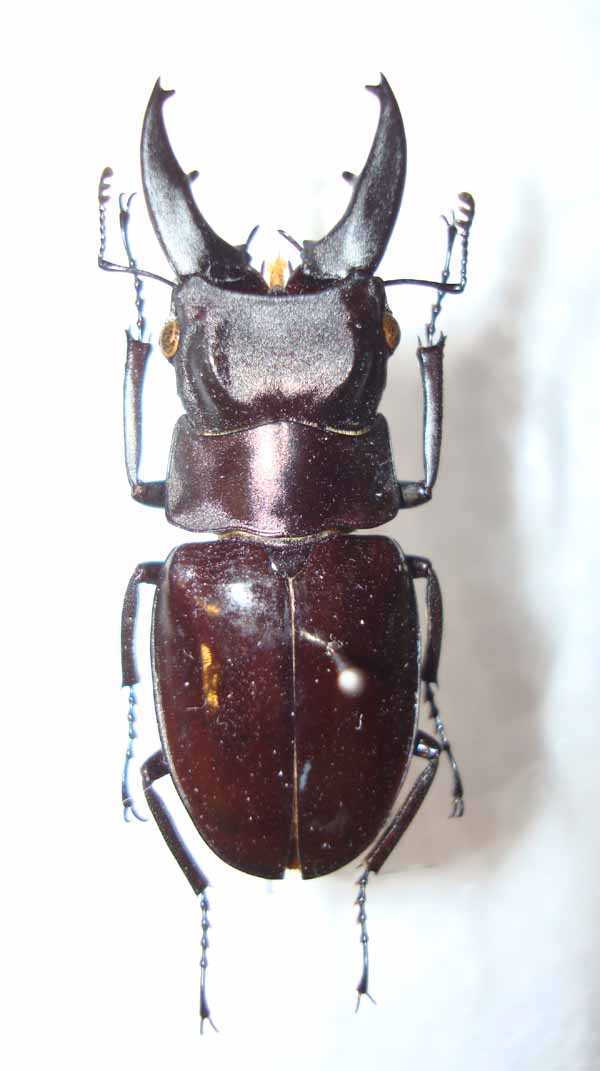 今日の昆虫147（Katsuraius ikedaorum） : 今日の昆虫