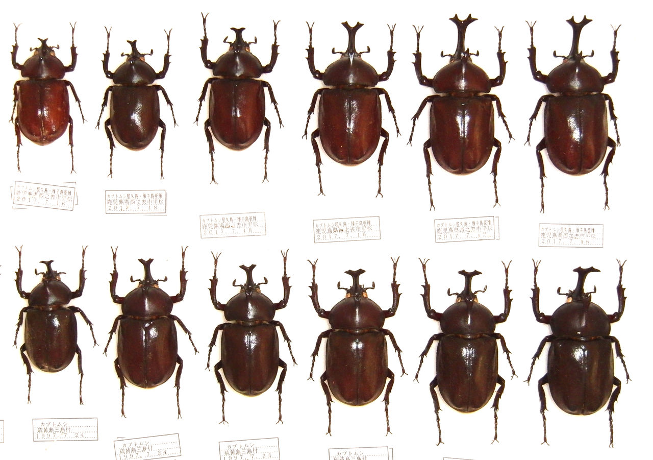 今日の昆虫314（カブトムシ屋久島・種子島亜種＆カブトムシ硫黄島産