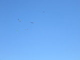 IMG_4786