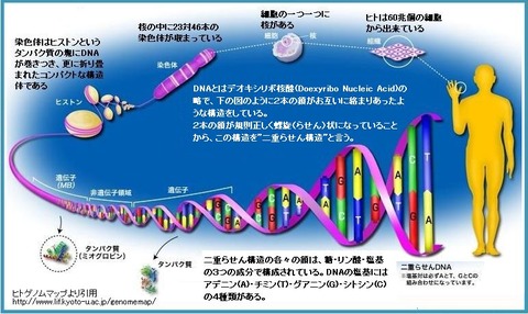 dna_no_setumei