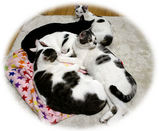 cats1.jpg