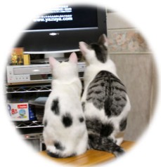 twin1.jpg