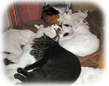 cats3