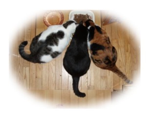 3_cats2.jpg