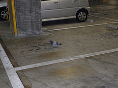IMGP0441.JPG