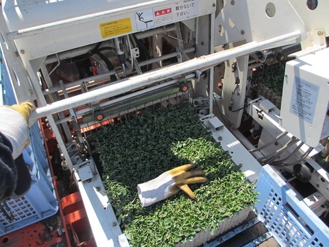 全自動定植機見守り