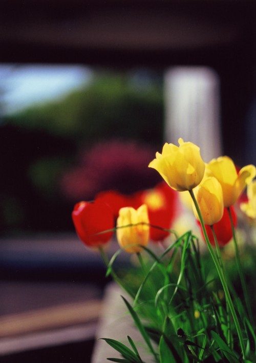 ¾®Ã®¸ø±à¡ÁºÛȽ½ê¤«¤é¤ÎÉ÷·Ê¢