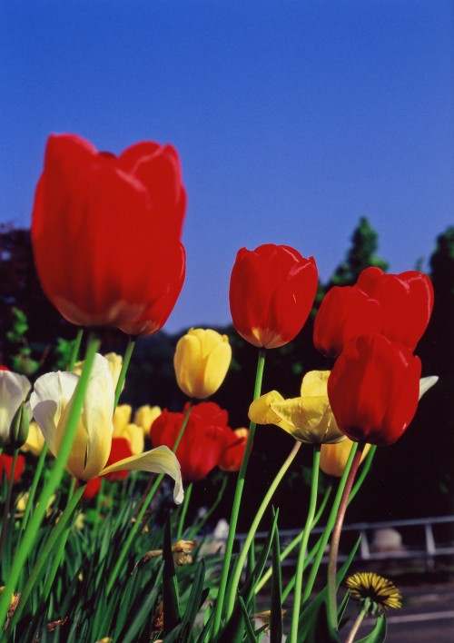 ¾®Ã®¸ø±à¡ÁºÛȽ½ê¤«¤é¤ÎÉ÷·Ê£