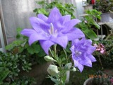 5297f2a3.jpg