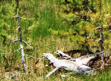 19 doc. Medicine Lake 6-3-2018 141