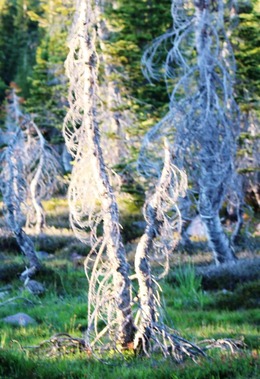 Lower Panther Meadows, 7-20-2016 252