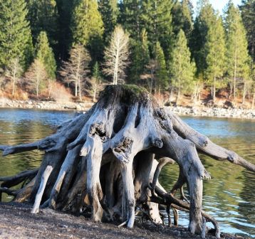 Lake Siskyou, 20 web, 1-04-'12, IMG_8721