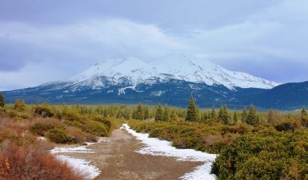 Shasta, 8 web, 1-29-'12, IMG_5480