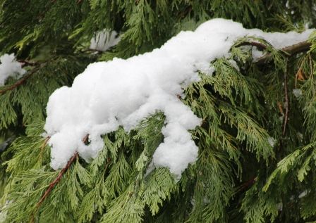 Squaw Valley Road, 4 web, 1-21-'12, IMG_2218
